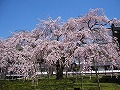 醍醐寺