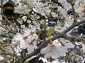 祇園北白川・辰巳神社