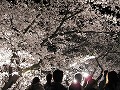 王子動物園　夜桜通り抜け