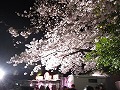 王子動物園　夜桜通り抜け