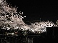 王子動物園　夜桜通り抜け