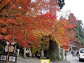 比叡山延暦寺