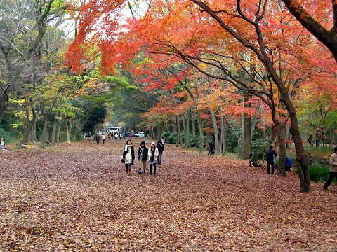 糺の森・河合神社