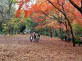 糺の森・河合神社