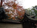 糺の森・河合神社