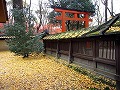 糺の森・河合神社