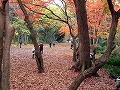 糺の森・河合神社