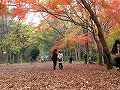 糺の森・河合神社