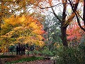 糺の森・河合神社