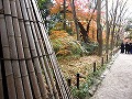 糺の森・河合神社