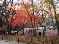 糺の森・河合神社