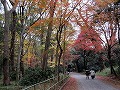 糺の森・河合神社