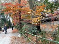 糺の森・河合神社