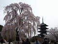 東寺