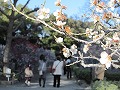 道明寺天満宮