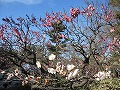 道明寺天満宮