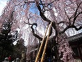 氷室神社