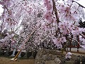 氷室神社