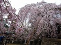 氷室神社