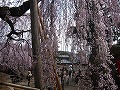 氷室神社