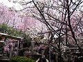 雨宝院