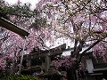 雨宝院