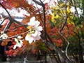 赤山禅院