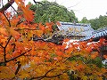 赤山禅院