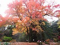 京都府立植物園