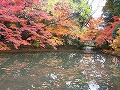 京都府立植物園