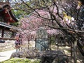 御香宮神社